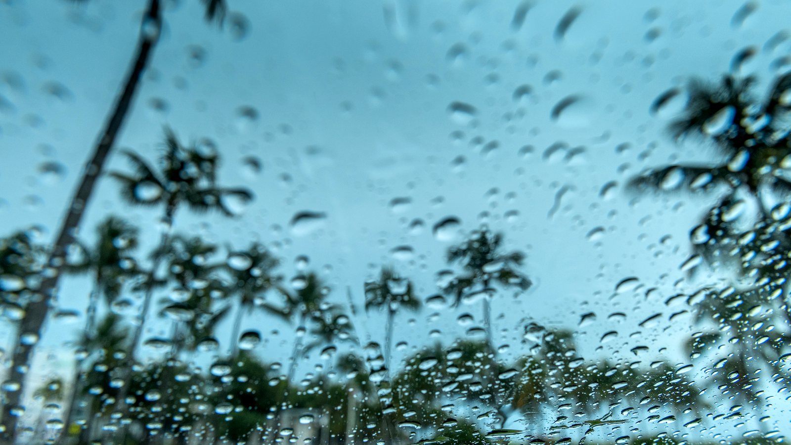 Rain on a window with palm trees behind it